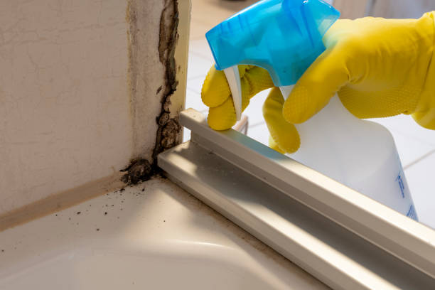 Best Mold Cleaning Services  in Scott City, MO