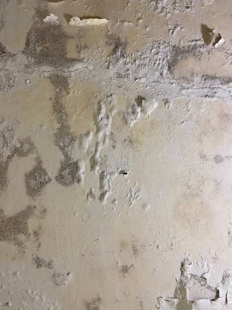 Best Office Mold Removal Services  in Scott City, MO