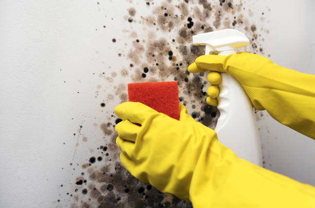 Best Mold Remediation  in Scott City, MO