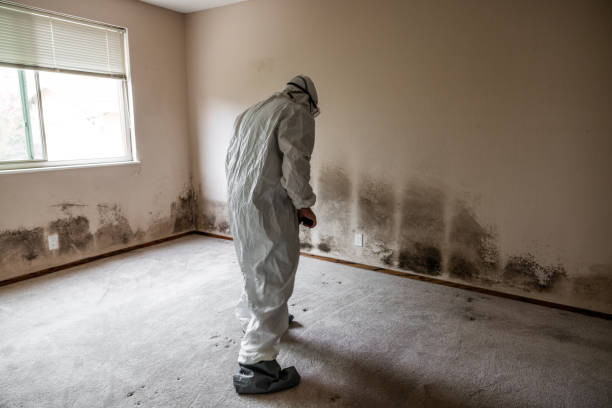 Office Mold Removal Services in Scott City, MO