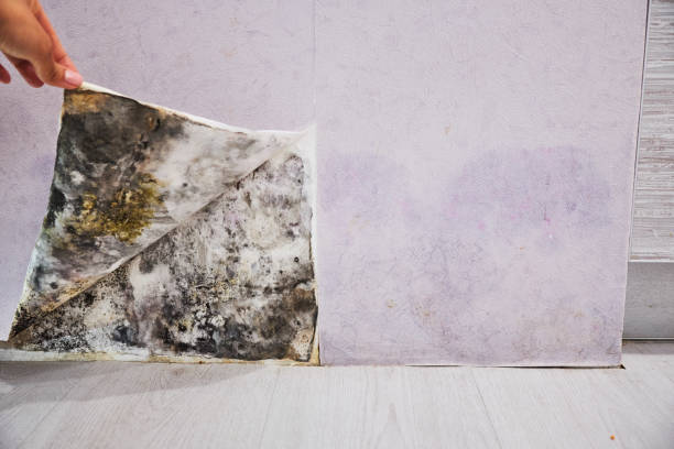 Best Commercial Mold Removal  in Scott City, MO